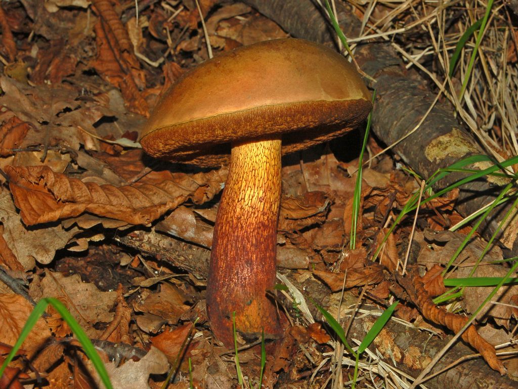 Boletus quale?